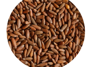 Premium Chilgoza (Akha) 100gm